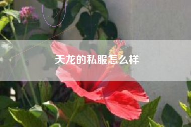 天龙的私服怎么样