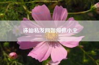 诛仙私发网如何抓小尘