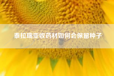 泰拉瑞亚收药材如何会保留种子