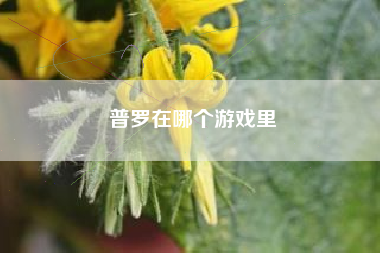 普罗在哪个游戏里