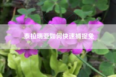 泰拉瑞亚如何快速捕捉兔