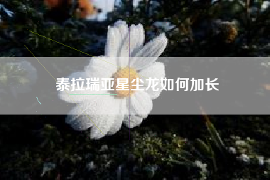 泰拉瑞亚星尘龙如何加长