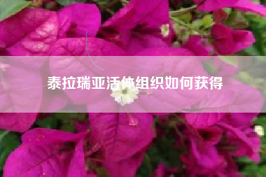 泰拉瑞亚活体组织如何获得