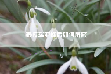 泰拉瑞亚蜂后如何屏蔽