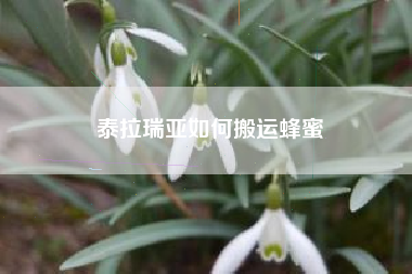 泰拉瑞亚如何搬运蜂蜜