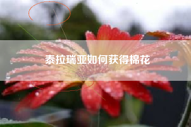 泰拉瑞亚如何获得棉花