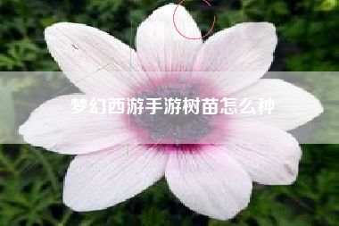 梦幻西游手游树苗怎么种