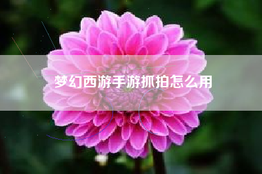 梦幻西游手游抓拍怎么用